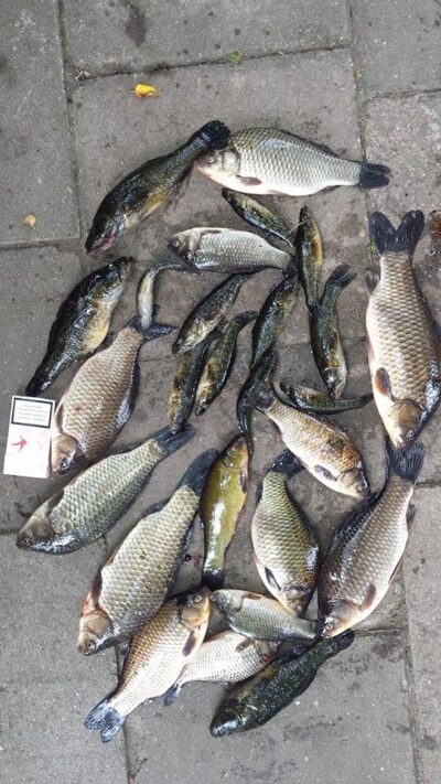 Crucian carp, 0.7 kg