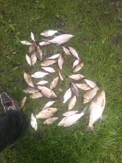 Carp bream ×6