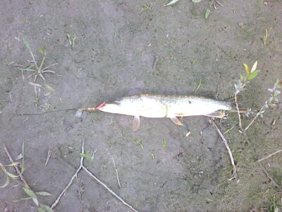 Northern Pike, 0.8 kg