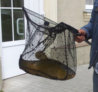 Tench, 2.3 kg — Latežeris