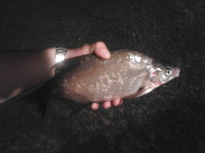 Carp bream, 0.6 kg — Ilgelis