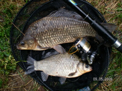 Crucian carp ×2 — Kaunas reservoir