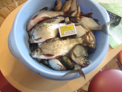 Silver Bream — Labinis