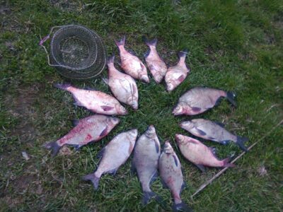 Carp bream