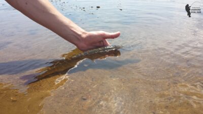 Northern Pike ×2 — Neman River