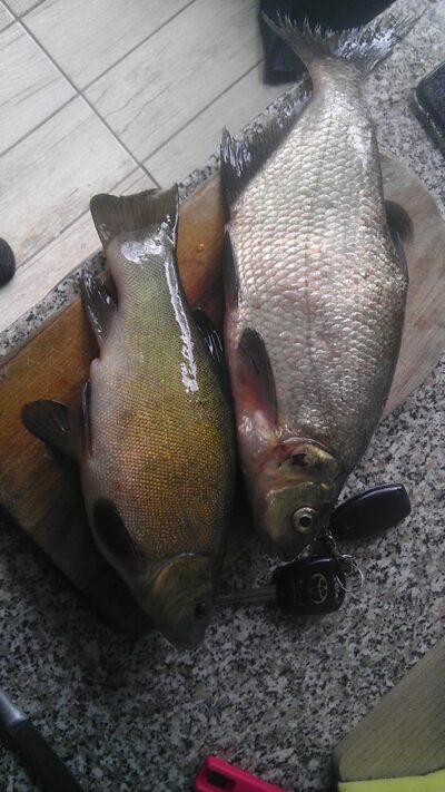 Carp bream, 1.0 kg — Sietas