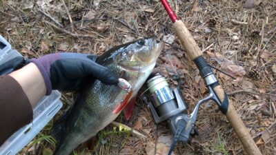Eurasian perch, 0.8 kg — Lydekėlis