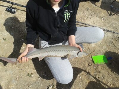 Russian sturgeon, 4.8 kg — Baltic Sea