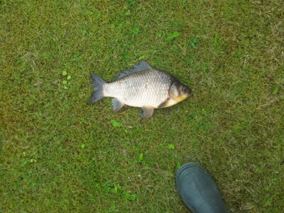 Crucian carp, 1.0 kg — Kupiškio