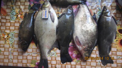 Carp bream ×2