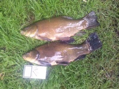 Tench ×2