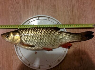 chub, 1.5 kg — Dubysa