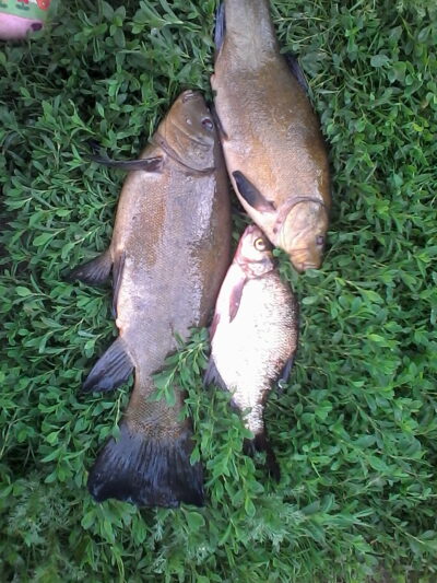Tench ×2 — Sartai