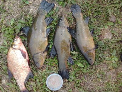 Tench ×3