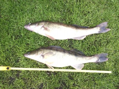 Pike perch ×2 — Užlenkis