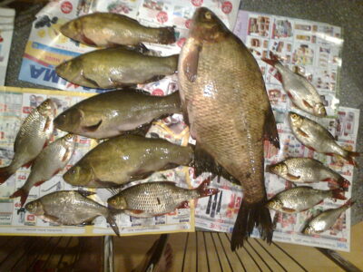 Carp bream