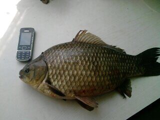 Prussian carp, 1.6 kg
