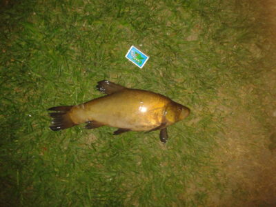 Tench, 1.0 kg