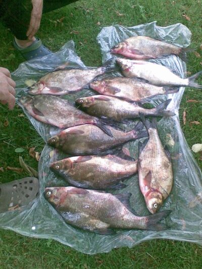 Carp bream ×10 — Naudvario
