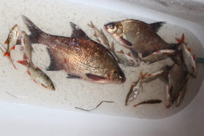 Carp bream ×20 — Imbradas