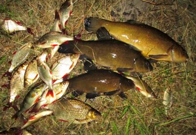 Tench ×3 — Raudeniškių