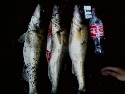 Pike perch, 3.8 kg — Sartai