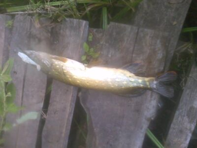 Northern Pike