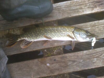 Northern Pike, 2.1 kg