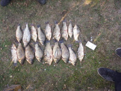 Prussian carp — Kuršių