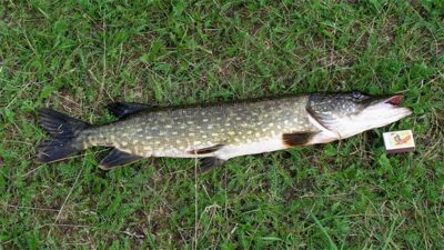 Northern Pike, 4.0 kg — Luodis