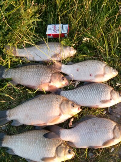Crucian carp ×7 — Petraičių