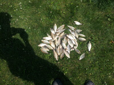 Crucian carp ×50