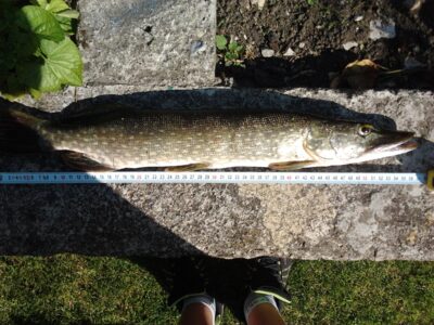 Northern Pike, 1.4 kg