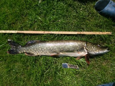 Northern Pike, 2.4 kg — Laičių II-asis