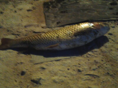Grass carp, 4.0 kg