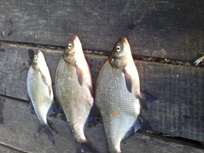 Carp bream ×3