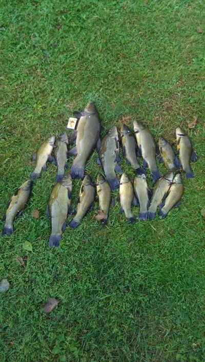 Tench ×16 — Mekšrūtas
