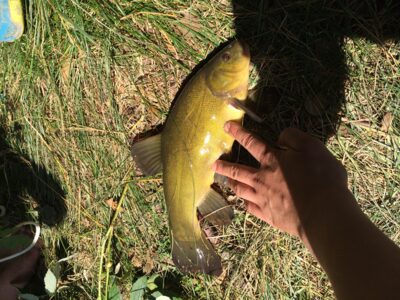 Tench, 1.0 kg