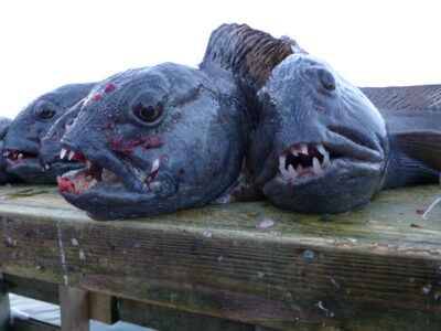 Atlantic wolffish