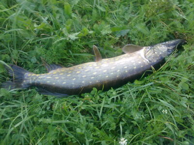 Northern Pike, 3.0 kg — Riešės
