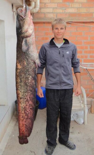 Wels catfish — Segre