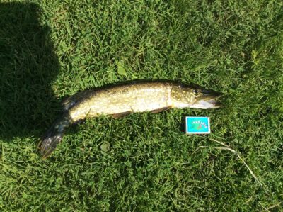 Northern Pike, 0.5 kg — Gulbinų