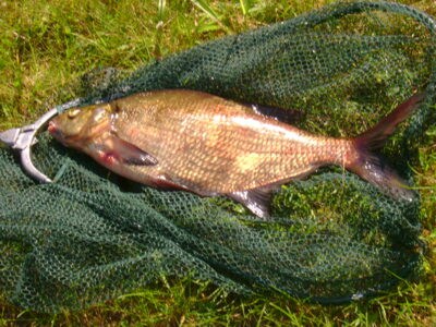 Carp bream, 2.2 kg