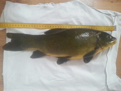 Tench — Palėkių
