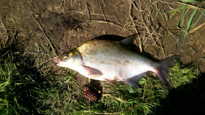 Carp bream, 0.6 kg — Neris River