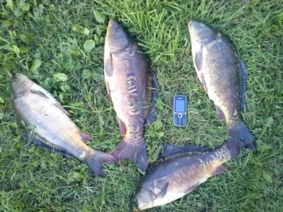 Carp ×14