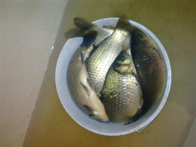 Prussian carp