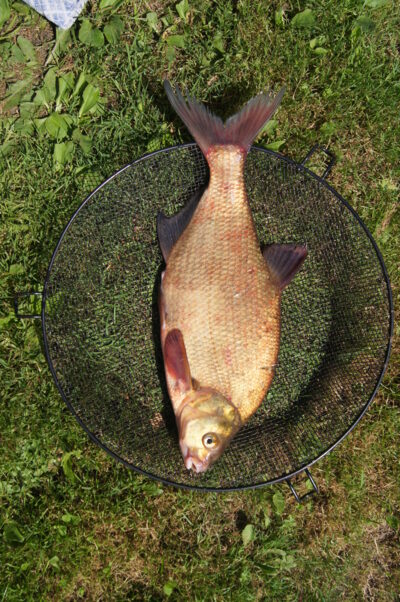 Carp bream, 1.3 kg — Neman River