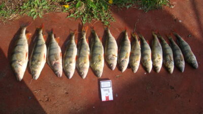 Eurasian perch — Snaigynas