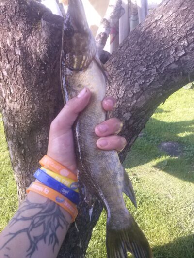 Northern Pike, 0.8 kg — Jūrės